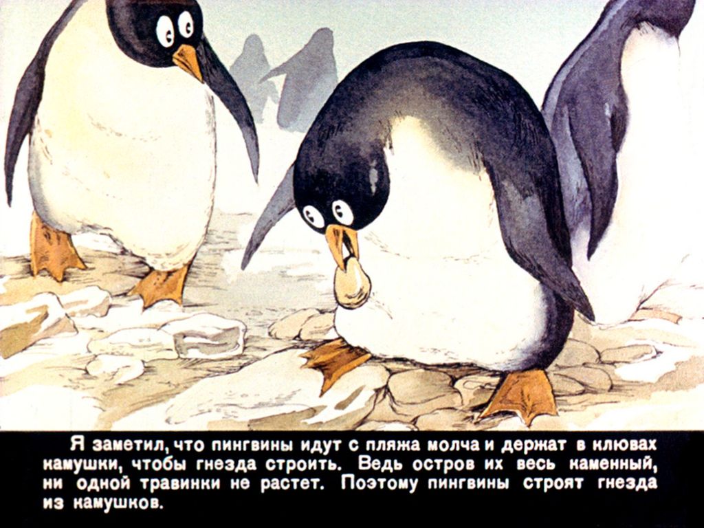 Пересказ рассказа про пингвинов старшая группа. Снегирев про пингвинов. Снегирев про пингвинов камушки. Рассказ про пингвинов Снегирев.